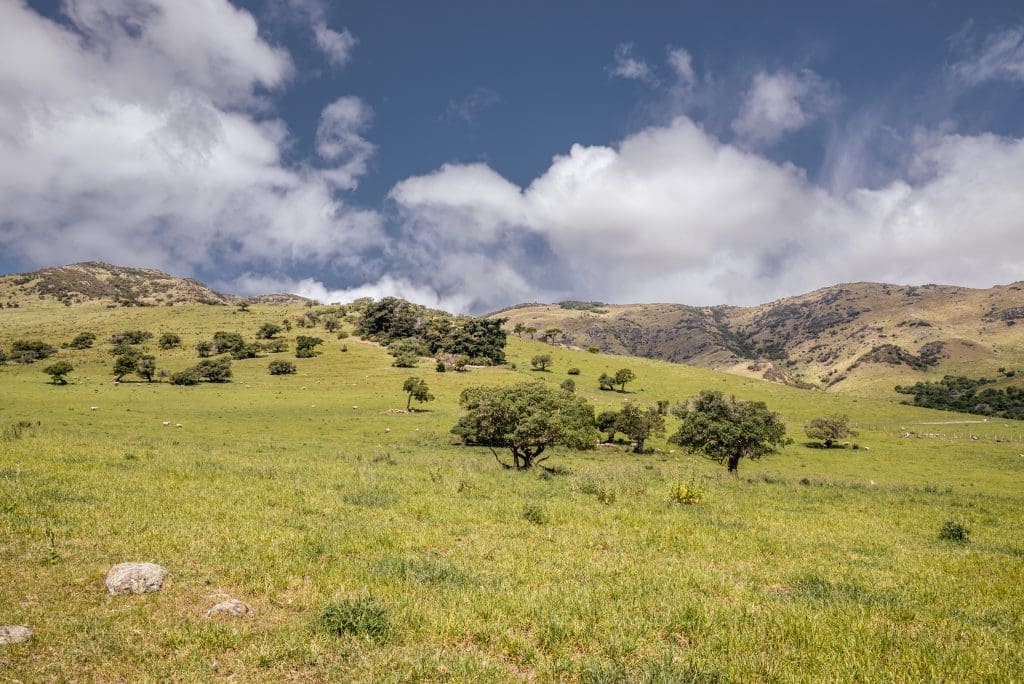 sheep on banks peninsula farm