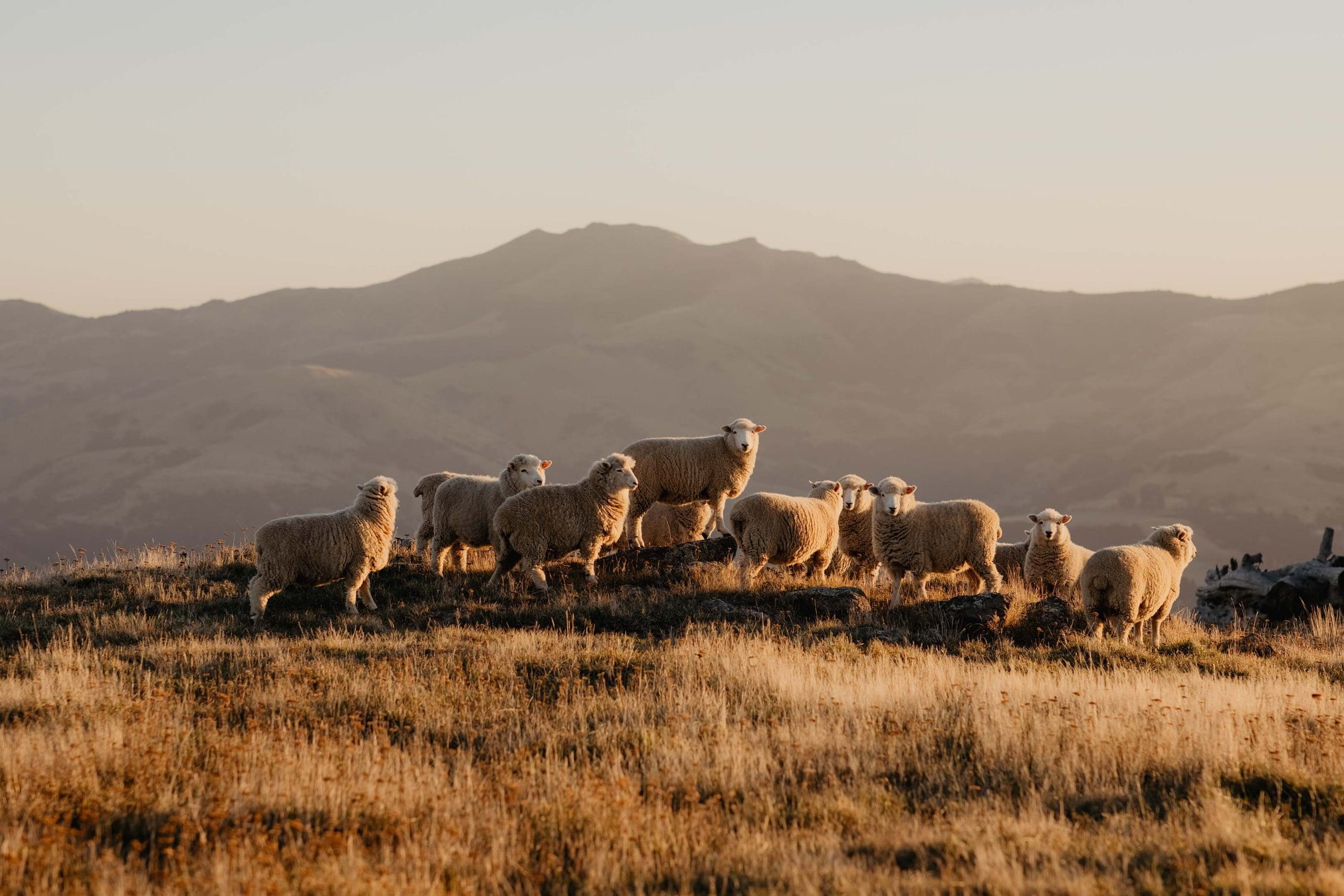 sheep growing wool