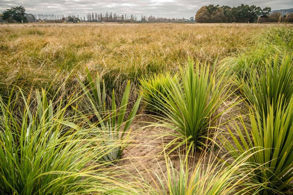 Dagmat wool weedmat in reserve planting